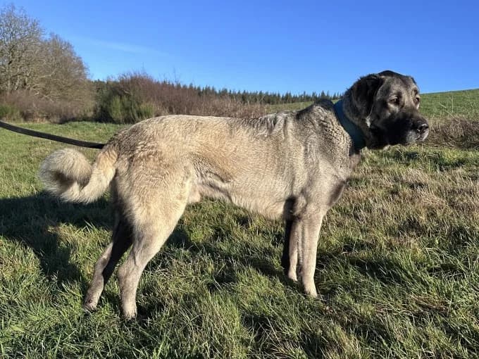 Bernd und Wilma, male Kangal for adoption at Eifelhof Frankenau (BMT) — photo 2 of 8