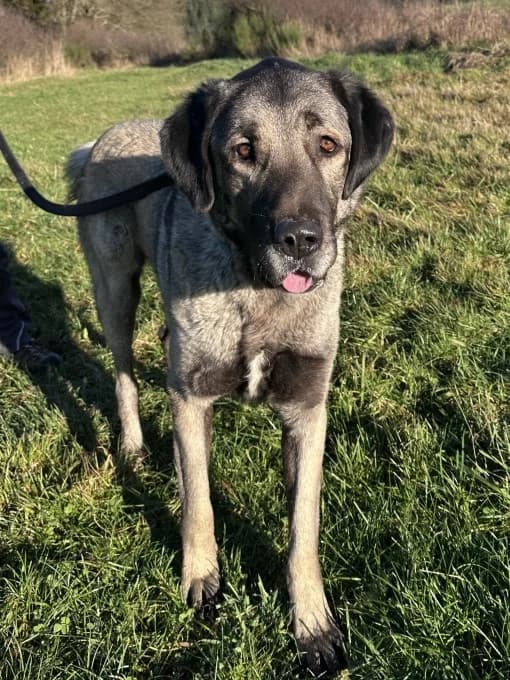 Bernd und Wilma, male Kangal for adoption at Eifelhof Frankenau (BMT) — photo 3 of 8