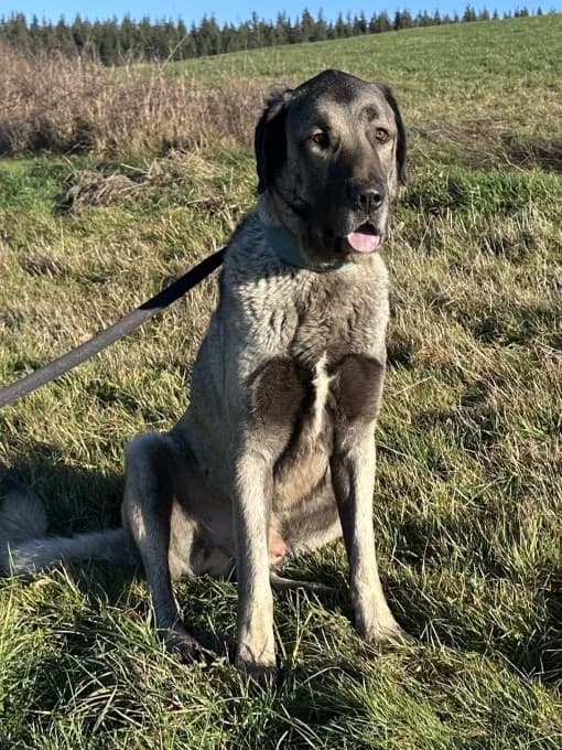 Bernd und Wilma, male Kangal for adoption at Eifelhof Frankenau (BMT) — photo 4 of 8