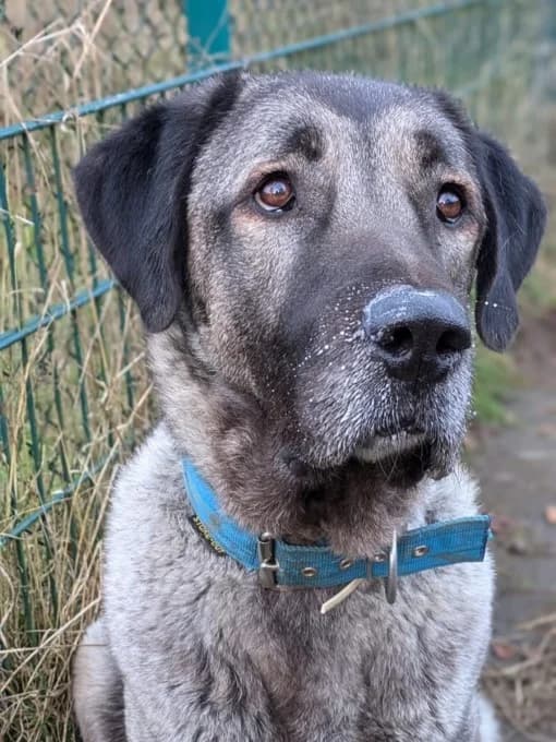 Bernd und Wilma, male Kangal for adoption at Eifelhof Frankenau (BMT) — photo 5 of 8