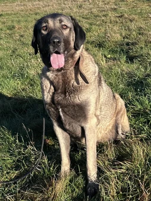 Bernd und Wilma, male Kangal for adoption at Eifelhof Frankenau (BMT) — photo 6 of 8