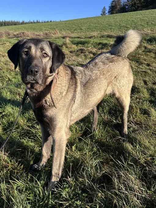 Bernd und Wilma, male Kangal for adoption at Eifelhof Frankenau (BMT) — photo 7 of 8