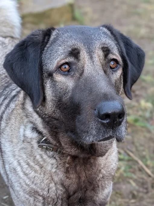 Bernd und Wilma, male Kangal for adoption at Eifelhof Frankenau (BMT) — photo 8 of 8