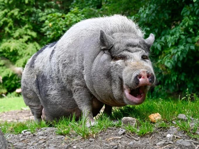 Lolly,  Mixed Breed for adoption at Eifelhof Frankenau (BMT) — photo 2 of 5