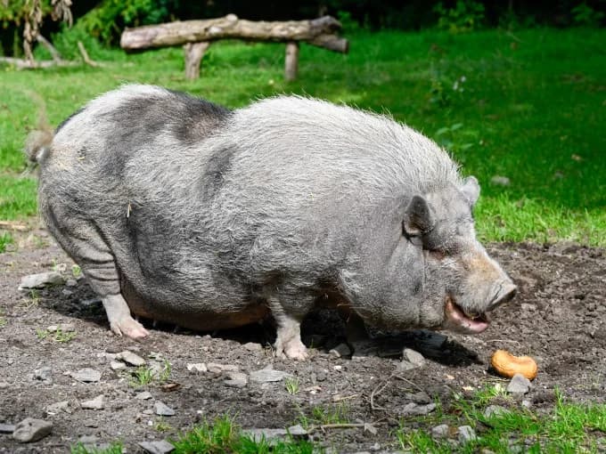 Lolly,  Mixed Breed for adoption at Eifelhof Frankenau (BMT) — photo 3 of 5
