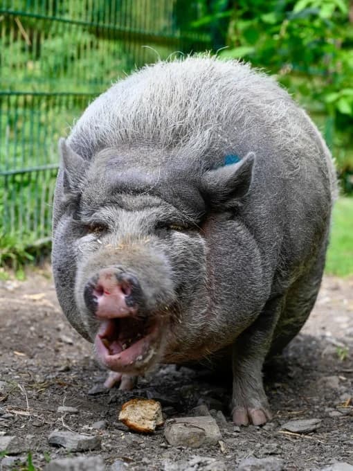 Lolly,  Mixed Breed for adoption at Eifelhof Frankenau (BMT) — photo 4 of 5
