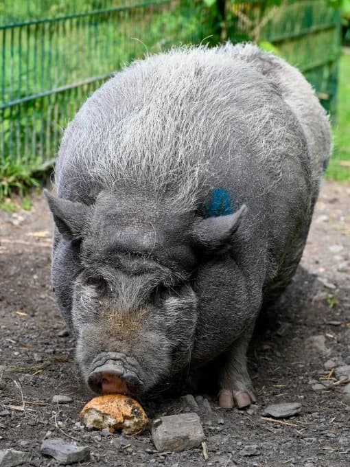 Lolly,  Mixed Breed for adoption at Eifelhof Frankenau (BMT) — photo 5 of 5