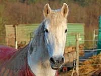 Donja, senior mixed breed for adoption at Eifelhof Frankenau (BMT)