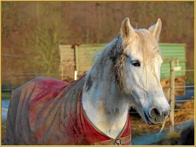 Donja,  mixed breed for adoption at Eifelhof Frankenau (BMT) — photo 2 of 7