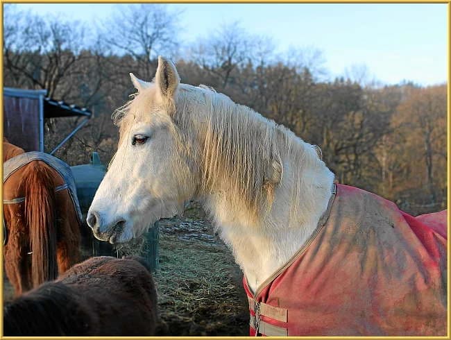 Donja,  mixed breed for adoption at Eifelhof Frankenau (BMT) — photo 3 of 7