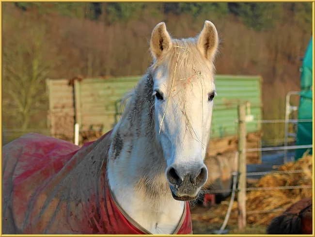 Donja,  mixed breed for adoption at Eifelhof Frankenau (BMT) — photo 4 of 7
