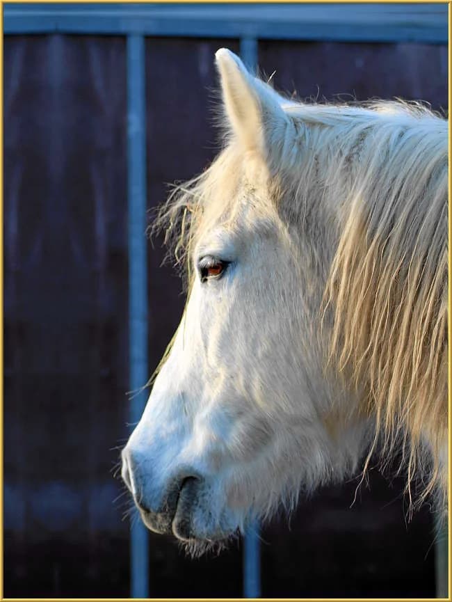 Donja,  mixed breed for adoption at Eifelhof Frankenau (BMT) — photo 5 of 7