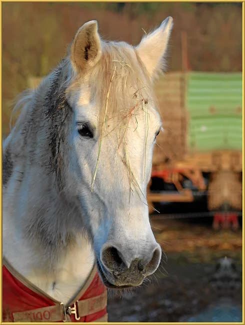 Donja,  mixed breed for adoption at Eifelhof Frankenau (BMT) — photo 6 of 7