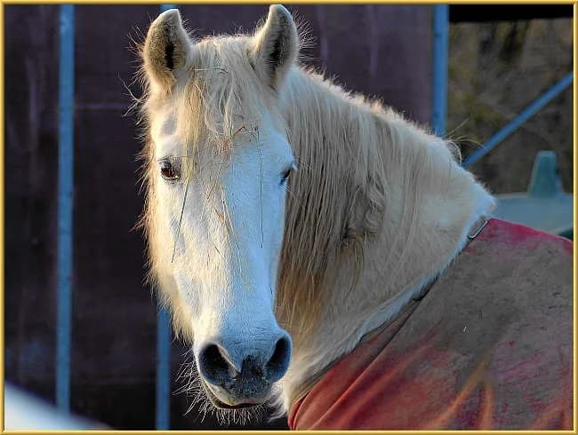 Donja,  mixed breed for adoption at Eifelhof Frankenau (BMT) — photo 7 of 7