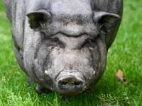 Hektor, male Mixed Breed for adoption at Eifelhof Frankenau (BMT)