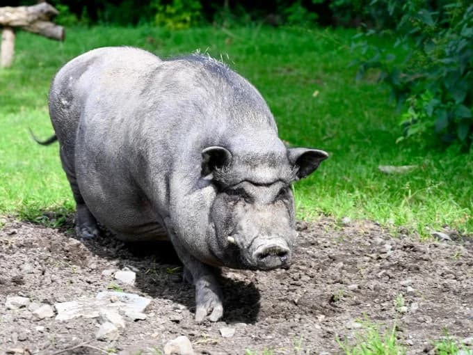 Hektor, male Mixed Breed for adoption at Eifelhof Frankenau (BMT) — photo 2 of 5