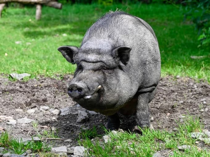 Hektor, male Mixed Breed for adoption at Eifelhof Frankenau (BMT) — photo 3 of 5