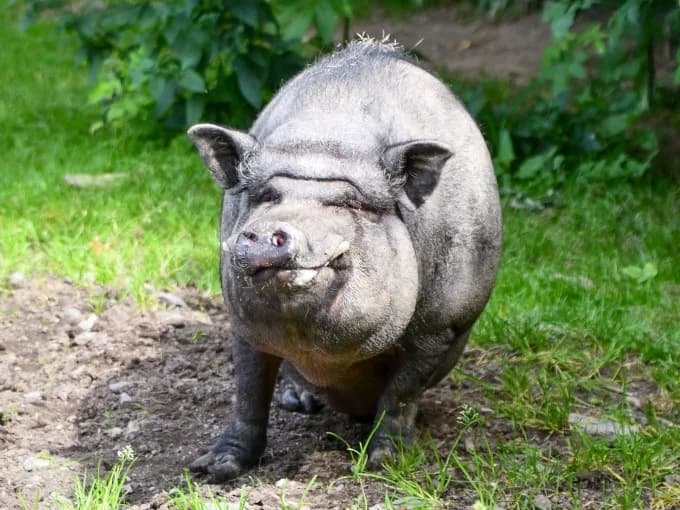 Hektor, male Mixed Breed for adoption at Eifelhof Frankenau (BMT) — photo 5 of 5