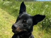 Hugo, male Mixed Breed for adoption at Eifelhof Frankenau (BMT)