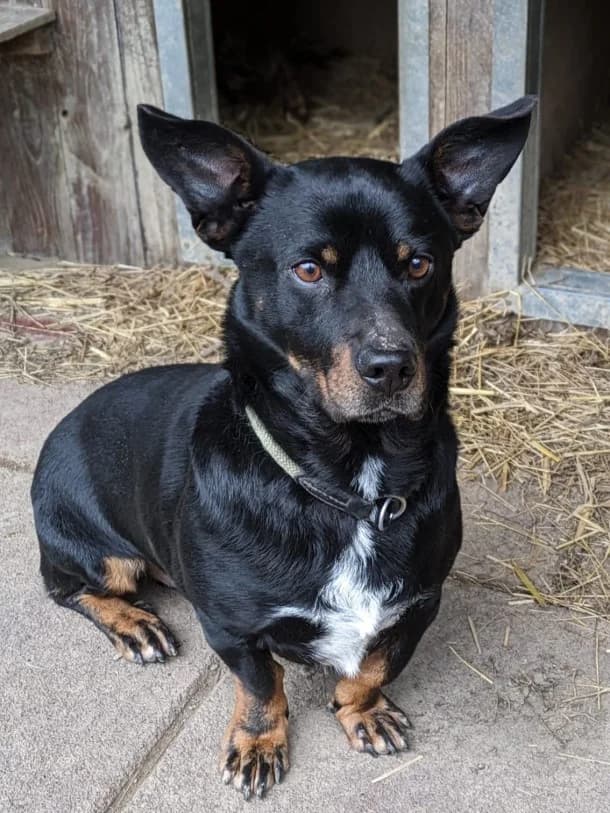 Hugo, male Mixed Breed for adoption at Eifelhof Frankenau (BMT) — photo 2 of 7