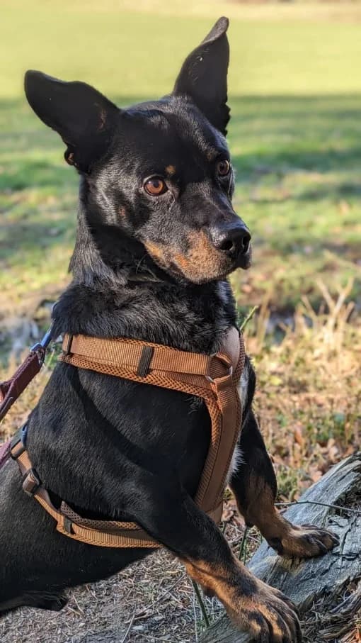 Hugo, male Mixed Breed for adoption at Eifelhof Frankenau (BMT) — photo 3 of 7