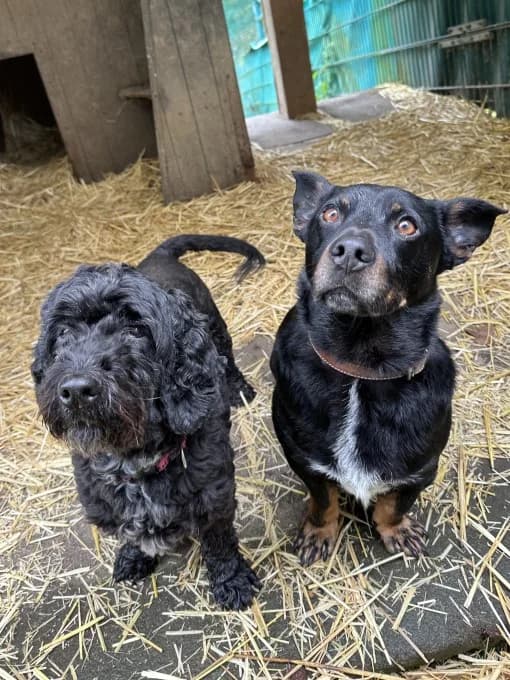 Hugo, male Mixed Breed for adoption at Eifelhof Frankenau (BMT) — photo 4 of 7