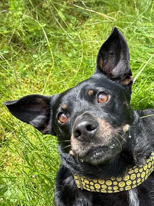 Hugo, male Mixed Breed for adoption at Eifelhof Frankenau (BMT) — photo 5 of 7
