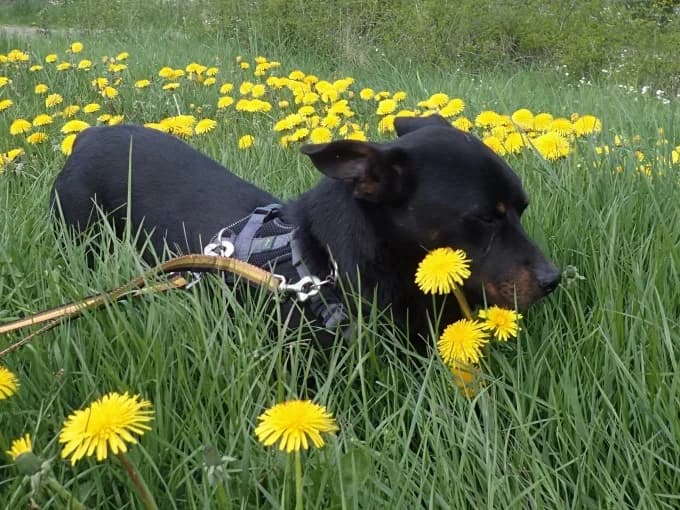 Hugo, male Mixed Breed for adoption at Eifelhof Frankenau (BMT) — photo 6 of 7