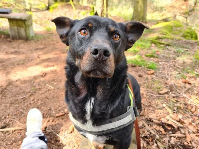 Hugo, male Mixed Breed for adoption at Eifelhof Frankenau (BMT) — photo 7 of 7