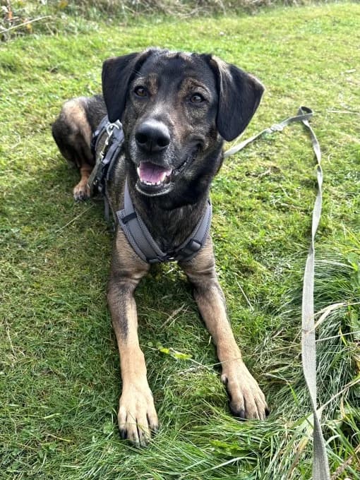 Klaas, male mixed breed for adoption at Eifelhof Frankenau (BMT) — photo 2 of 6