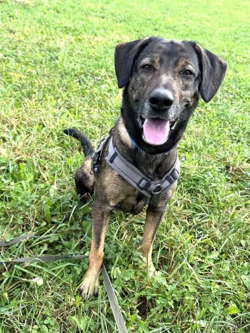 Klaas, male mixed breed for adoption at Eifelhof Frankenau (BMT) — photo 3 of 6