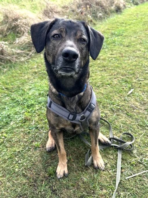 Klaas, male mixed breed for adoption at Eifelhof Frankenau (BMT) — photo 4 of 6