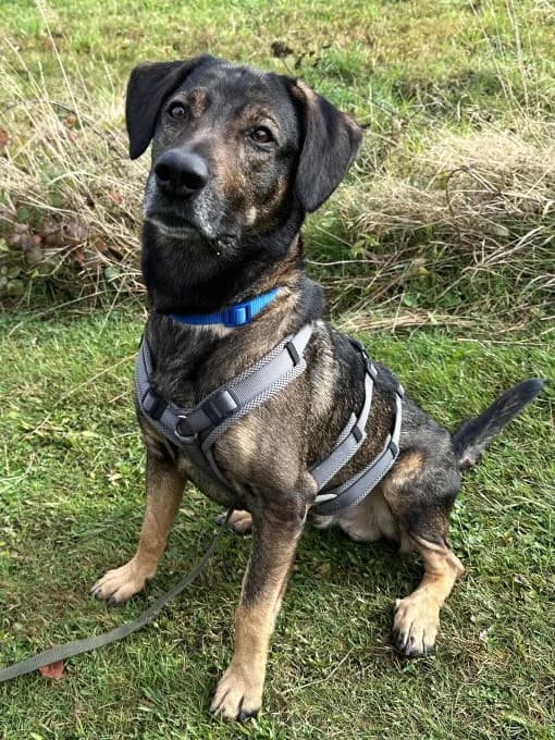 Klaas, male mixed breed for adoption at Eifelhof Frankenau (BMT) — photo 5 of 6