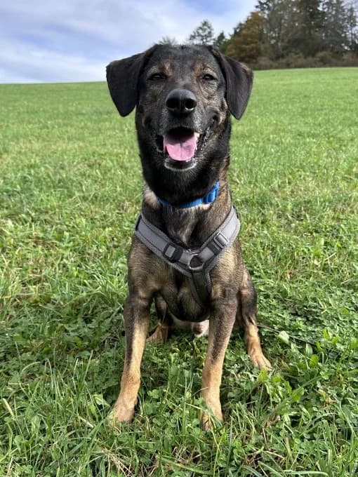 Klaas, male mixed breed for adoption at Eifelhof Frankenau (BMT) — photo 6 of 6