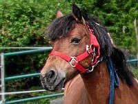 Lilli,  mixed breed for adoption at Eifelhof Frankenau (BMT)