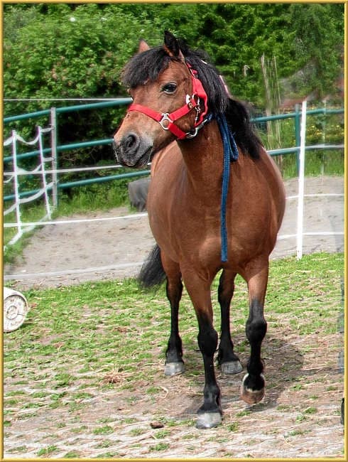 Lilli,  mixed breed for adoption at Eifelhof Frankenau (BMT) — photo 2 of 5