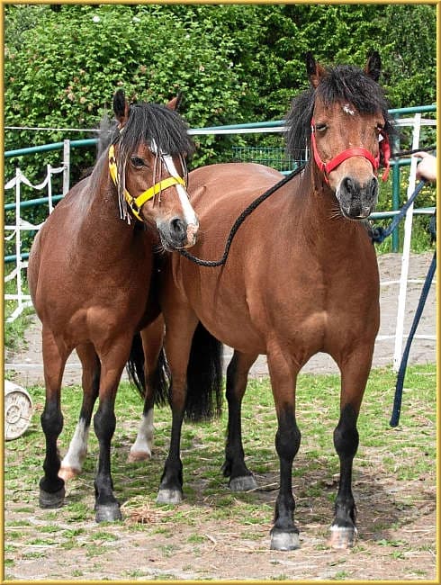 Lilli,  mixed breed for adoption at Eifelhof Frankenau (BMT) — photo 3 of 5
