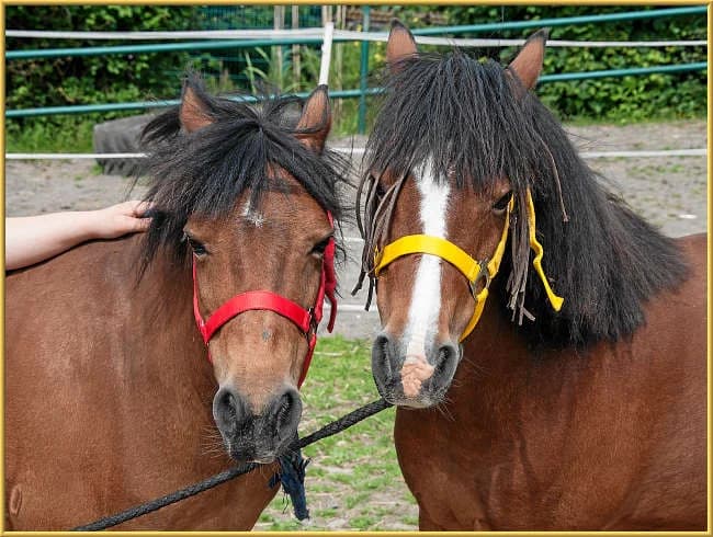 Lilli,  mixed breed for adoption at Eifelhof Frankenau (BMT) — photo 4 of 5