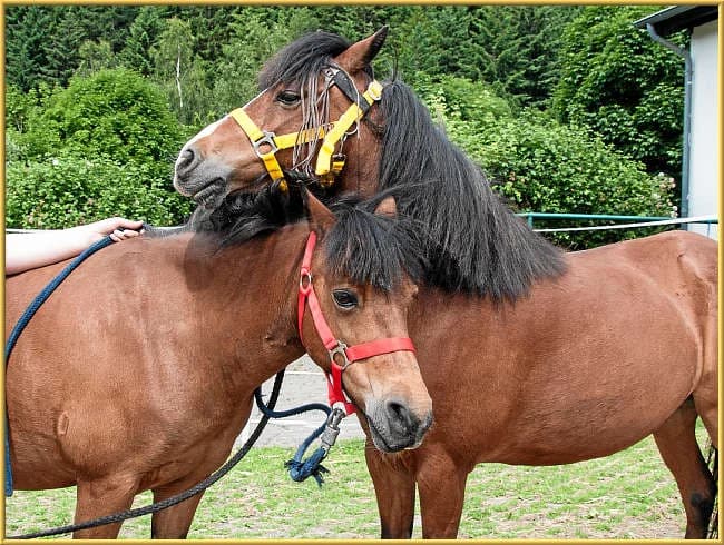 Lilli,  mixed breed for adoption at Eifelhof Frankenau (BMT) — photo 5 of 5