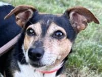 Lucy,  senior Jack Russell Terrier for adoption at Eifelhof Frankenau (BMT)