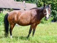 Luna, senior mixed breed for adoption at Eifelhof Frankenau (BMT)
