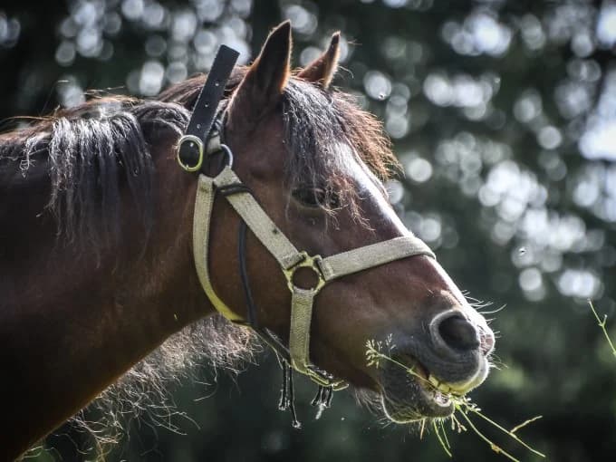 Luna,  mixed breed for adoption at Eifelhof Frankenau (BMT) — photo 2 of 7