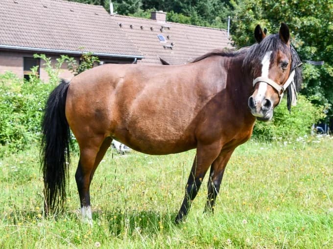 Luna,  mixed breed for adoption at Eifelhof Frankenau (BMT) — photo 3 of 7