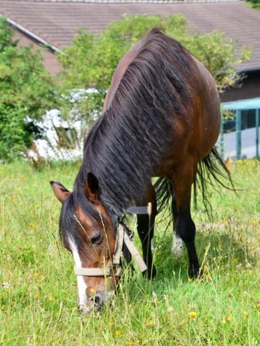 Luna,  mixed breed for adoption at Eifelhof Frankenau (BMT) — photo 4 of 7