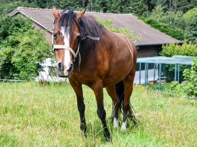 Luna,  mixed breed for adoption at Eifelhof Frankenau (BMT) — photo 5 of 7