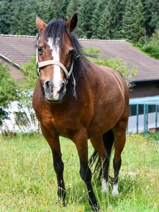 Luna,  mixed breed for adoption at Eifelhof Frankenau (BMT) — photo 6 of 7