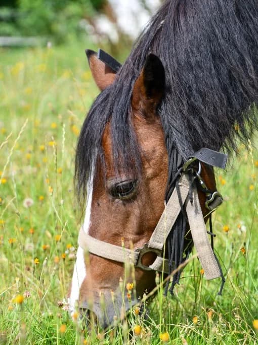 Luna,  mixed breed for adoption at Eifelhof Frankenau (BMT) — photo 7 of 7
