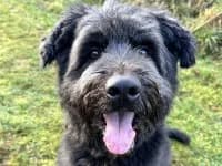 Luna,  Mixed Breed for adoption at Eifelhof Frankenau (BMT)