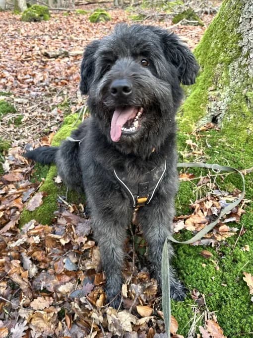 Luna,  Mixed Breed for adoption at Eifelhof Frankenau (BMT) — photo 2 of 7