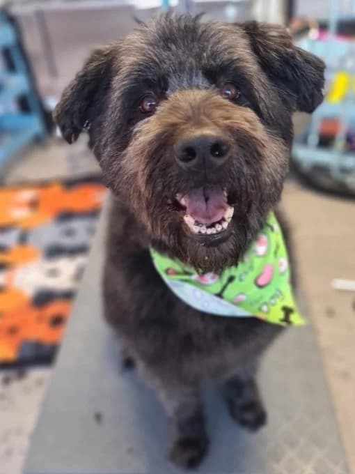 Luna,  Mixed Breed for adoption at Eifelhof Frankenau (BMT) — photo 3 of 7